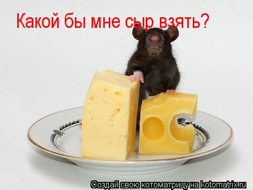 Какой бы мне сыр взять?... Котоматрица: Какой бы мне сыр взять?