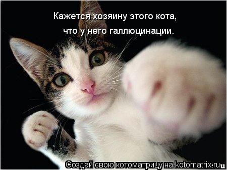Кажется хозяину этого кота, что у него галлюцинации.... Котоматрица: Кажется хозяину этого кота, что у него галлюцинации.