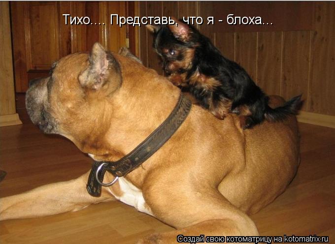 Тихо.... Представь, что я - блоха...... Котоматрица: Тихо.... Представь, что я - блоха...