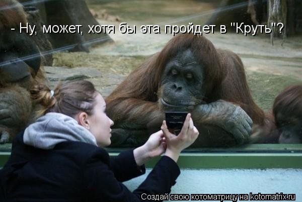- Ну, может, хотя бы эта пройдет в "Круть"?... Котоматрица: - Ну, может, хотя бы эта пройдет в "Круть"?