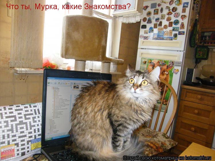 Что ты, Мурка, какие Знакомства?... Котоматрица: Что ты, Мурка, какие Знакомства?