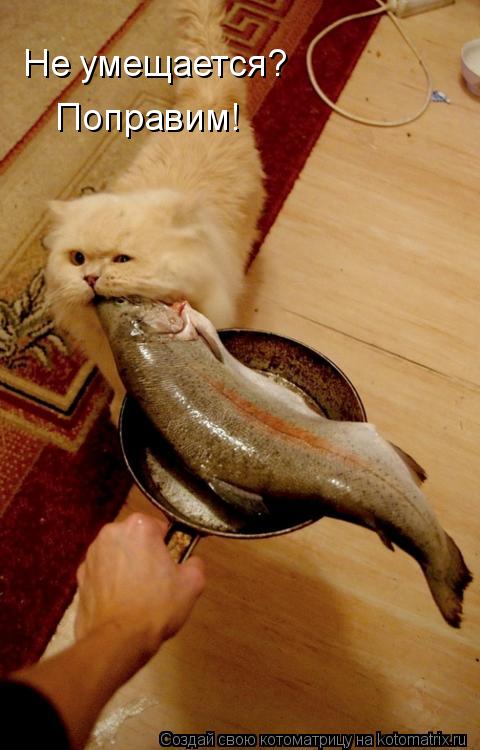Не умещается? Поправим!... Котоматрица: Не умещается? Поправим!