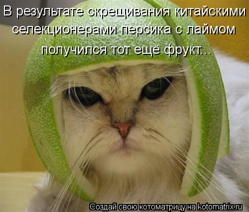 В результате скрещивания китайскими селекционерами персика с лаймом получился тот ещё фрукт...... Котоматрица: В результате скрещивания китайскими селекционерами персика с лаймом получился тот ещё фрукт...