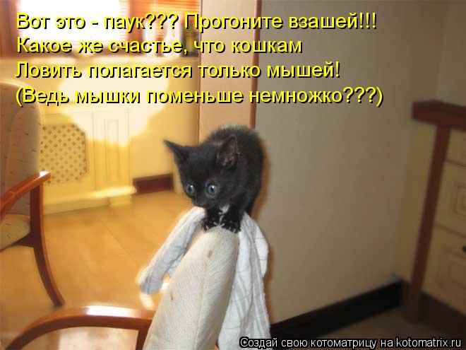 Вот это - паук??? Прогоните взашей!!! Какое же счастье, что кошкам Ловить полагается только мышей! (В... Котоматрица: Вот это - паук??? Прогоните взашей!!! Какое же счастье, что кошкам Ловить полагается только мышей! (Ведь мышки поменьше немножко???)