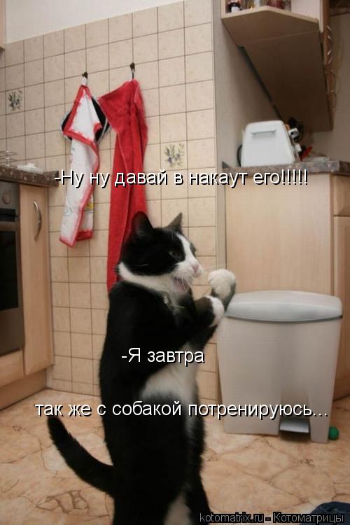-Ну ну давай в накаут его!!!!! -Я завтра так же с собакой потренируюсь...... Котоматрица: -Ну ну давай в накаут его!!!!! -Я завтра так же с собакой потренируюсь...