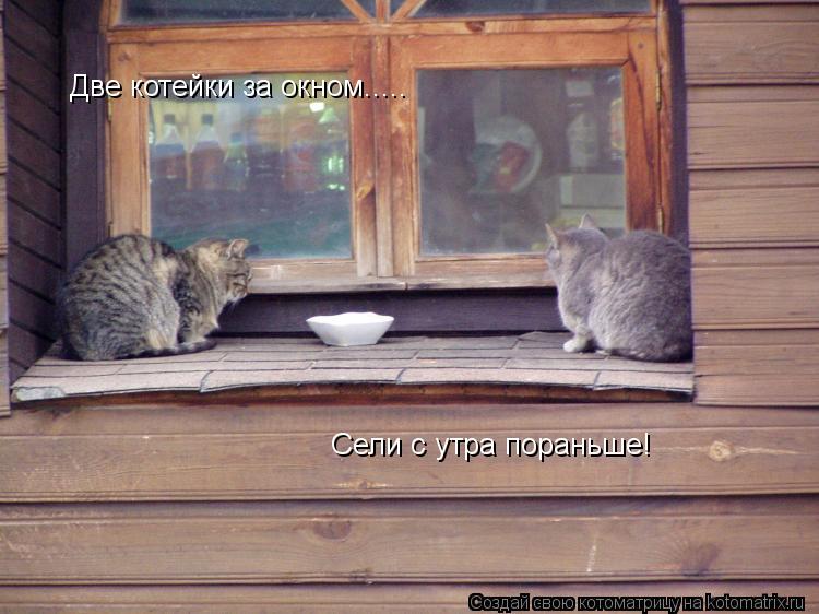 Две котейки за окном..... Сели с утра пораньше!... Котоматрица: Две котейки за окном..... Сели с утра пораньше!