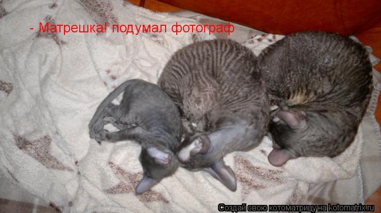 - Матрешка! подумал фотограф... Котоматрица: - Матрешка! подумал фотограф