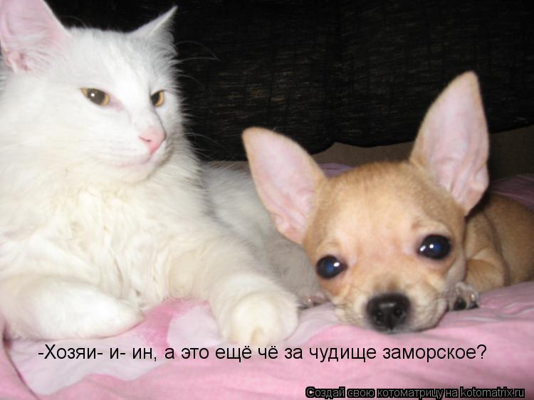 -Хозяи- и- ин, а это ещё чё за чудище заморское?... Котоматрица: -Хозяи- и- ин, а это ещё чё за чудище заморское?