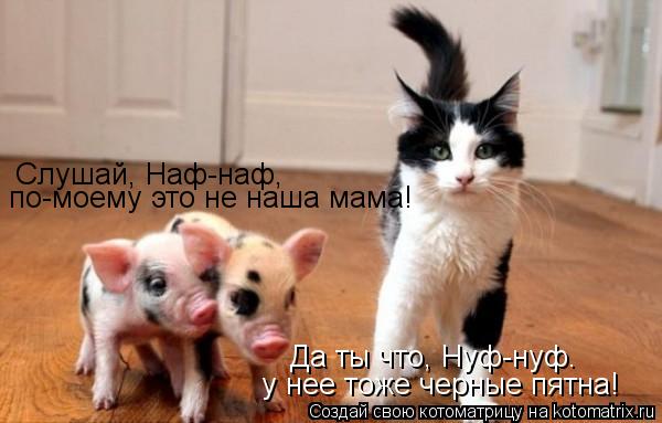 Слушай, Наф-наф, по-моему это не наша мама! Да ты что, Нуф-нуф. у нее тоже черные пятна!... Котоматрица: Слушай, Наф-наф, по-моему это не наша мама! Да ты что, Нуф-нуф. у нее тоже черные пятна!