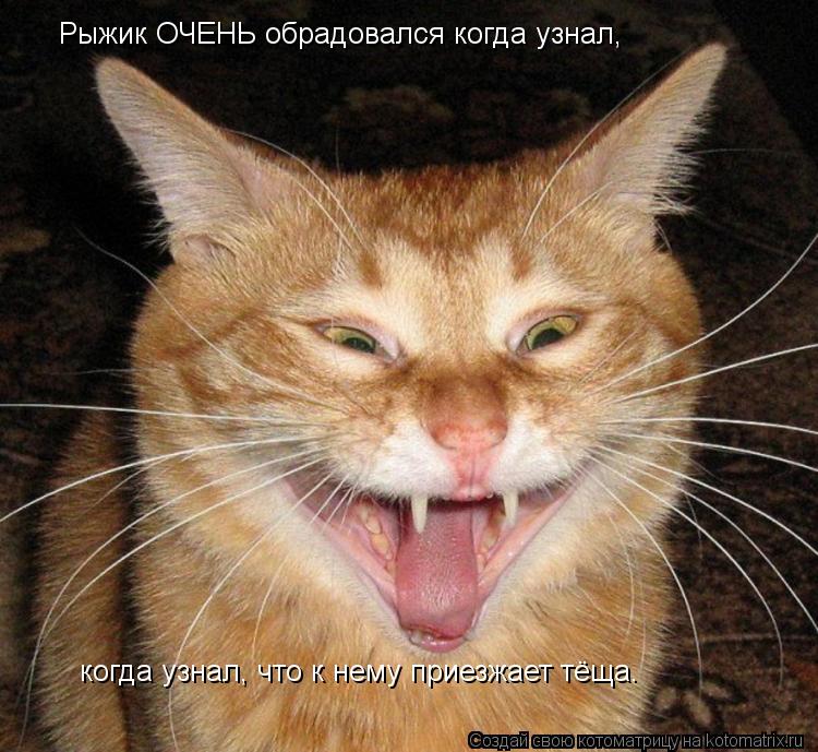 Рыжик ОЧЕНЬ обрадовался когда узнал, когда узнал, что к нему приезжает тёща.... Котоматрица: Рыжик ОЧЕНЬ обрадовался когда узнал, когда узнал, что к нему приезжает тёща.