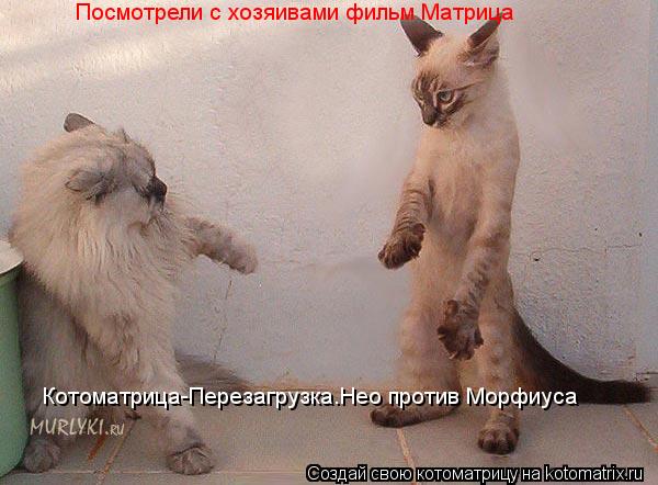 Котоматрица-Перезагрузка.Нео против Морфиуса Посмотрели с хозяивами фильм Матрица... Котоматрица: Котоматрица-Перезагрузка.Нео против Морфиуса Посмотрели с хозяивами фильм Матрица