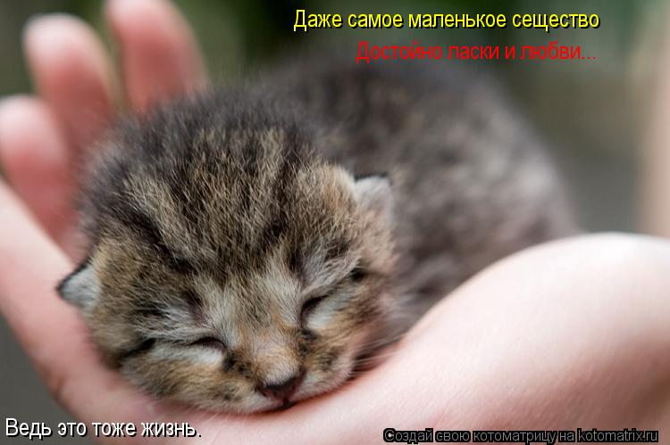 Даже самое маленькое сещество Достойно ласки и любви... Ведь это тоже жизнь.... Котоматрица: Даже самое маленькое сещество Достойно ласки и любви... Ведь это тоже жизнь.