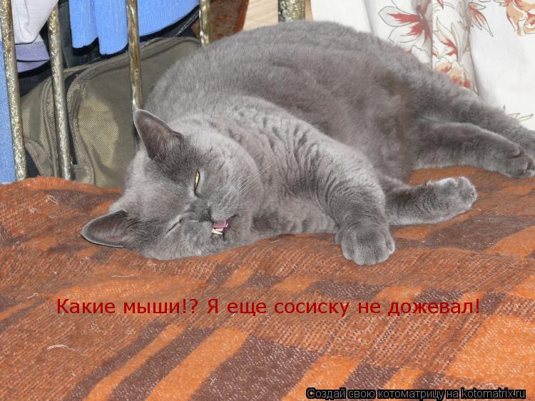 Какие мыши!? Я еще сосиску не дожевал!... Котоматрица: Какие мыши!? Я еще сосиску не дожевал!