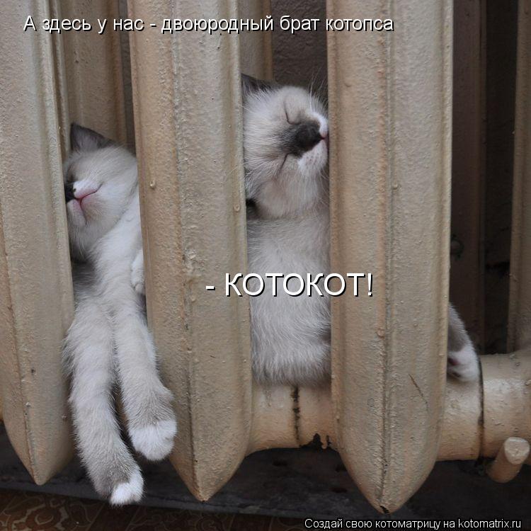 А здесь у нас - двоюродный брат котопса - КОТОКОТ!... Котоматрица: А здесь у нас - двоюродный брат котопса - КОТОКОТ!