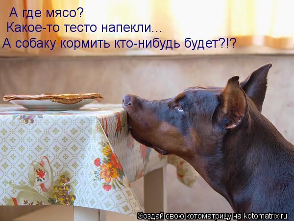 А где мясо? Какое-то тесто напекли... А собаку кормить кто-нибудь будет?!?... Котоматрица: А где мясо? Какое-то тесто напекли... А собаку кормить кто-нибудь будет?!?