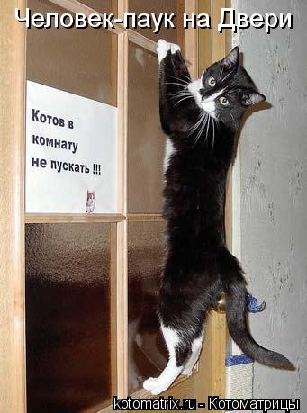 Человек-паук на Двери... Котоматрица: Человек-паук на Двери