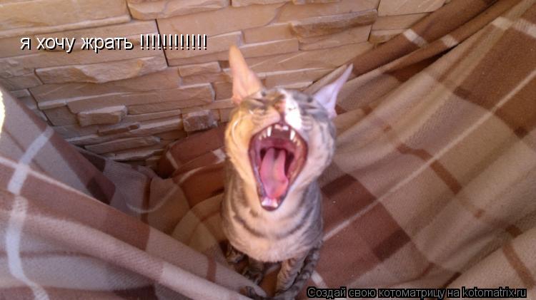 я хочу жрать !!!!!!!!!!!!... Котоматрица: я хочу жрать !!!!!!!!!!!!