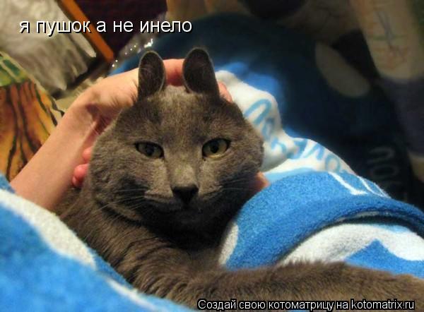 я пушок а не инело... Котоматрица: я пушок а не инело