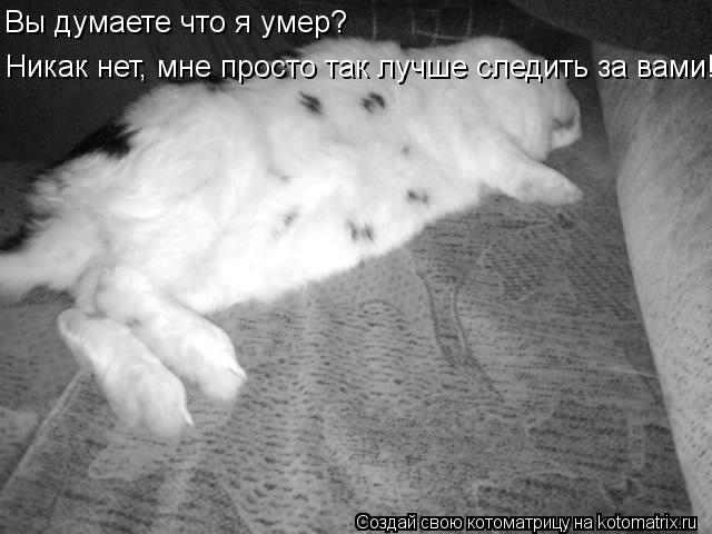 Вы думаете что я умер? Никак нет, мне просто так лучше следить за вами! Вы думаете что я умер?... Котоматрица: Вы думаете что я умер? Никак нет, мне просто так лучше следить за вами! Вы думаете что я умер?