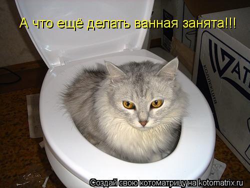 А что ещё делать ванная занята!!!... Котоматрица: А что ещё делать ванная занята!!!