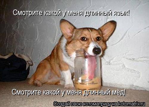 Смотрите какой у меня длинный язык! Смотрите какой у меня длинный мёд!... Котоматрица: Смотрите какой у меня длинный язык! Смотрите какой у меня длинный мёд!