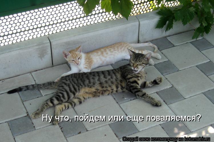 Ну что, пойдем или еще поваляемся?... Котоматрица: Ну что, пойдем или еще поваляемся?