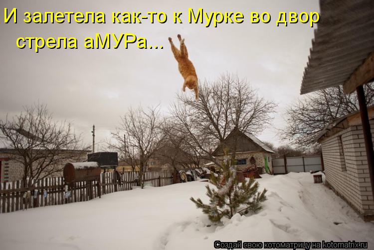 Котоматрица: И залетела как-то к Мурке во двор стрела аМУРа...