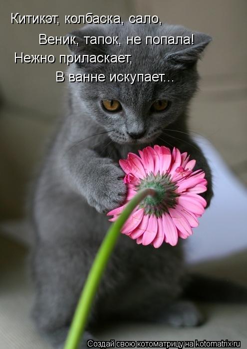 Китикэт, колбаска, сало, Веник, тапок, не попала! В ванне искупает... Нежно приласкает,... Котоматрица: Китикэт, колбаска, сало, Веник, тапок, не попала! В ванне искупает... Нежно приласкает,