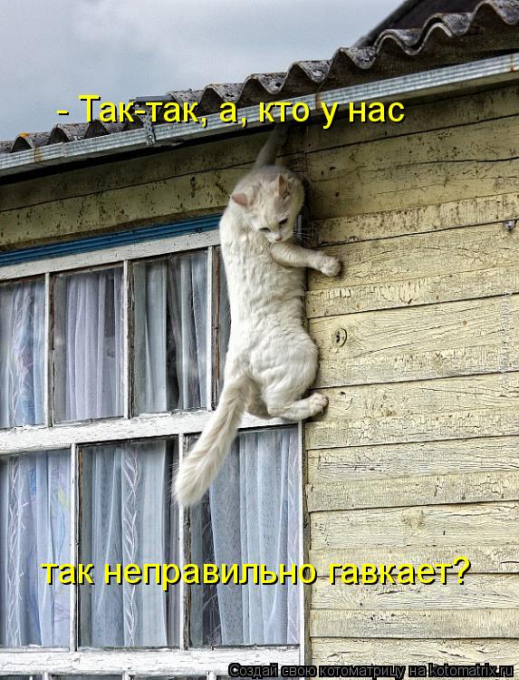 - Так-так, а, кто у нас так неправильно гавкает?... Котоматрица: - Так-так, а, кто у нас так неправильно гавкает?