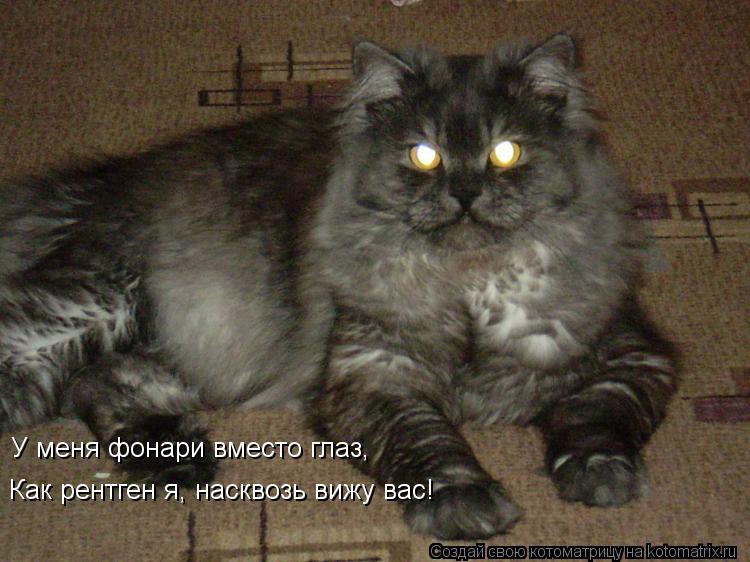 У меня фонари вместо глаз, Как рентген я, насквозь вижу вас!... Котоматрица: У меня фонари вместо глаз, Как рентген я, насквозь вижу вас!