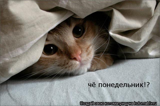 чё понедельник!?... Котоматрица: чё понедельник!?