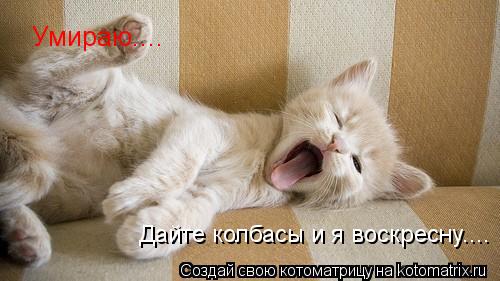 Умираю.... Дайте колбасы и я воскресну....... Котоматрица: Умираю.... Дайте колбасы и я воскресну....