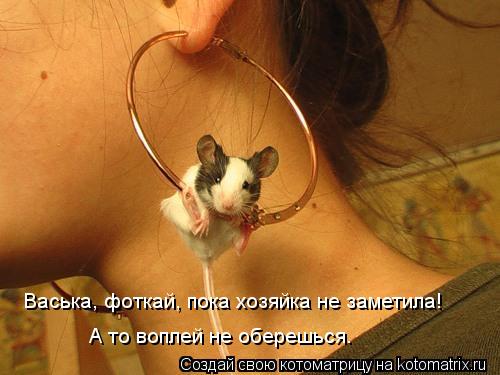 Васька, фоткай, пока хозяйка не заметила! А то воплей не оберешься.... Котоматрица: Васька, фоткай, пока хозяйка не заметила! А то воплей не оберешься.