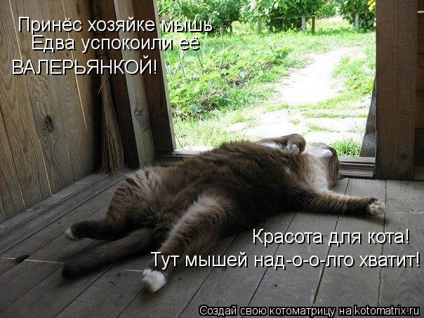 Принёс хозяйке мышь Едва успокоили её ВАЛЕРЬЯНКОЙ! Красота для кота! Тут мышей над-о-о-лго хватит!... Котоматрица: Принёс хозяйке мышь Едва успокоили её ВАЛЕРЬЯНКОЙ! Красота для кота! Тут мышей над-о-о-лго хватит!