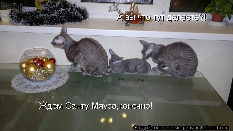 А вы что тут делаете?! Ждем Санту Мяуса,конечно!... Котоматрица: А вы что тут делаете?! Ждем Санту Мяуса,конечно!