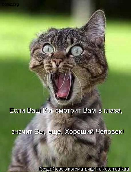 Если Ваш Кот смотрит Вам в глаза, значит Вы, еще, Хороший Человек!... Котоматрица: Если Ваш Кот смотрит Вам в глаза, значит Вы, еще, Хороший Человек!