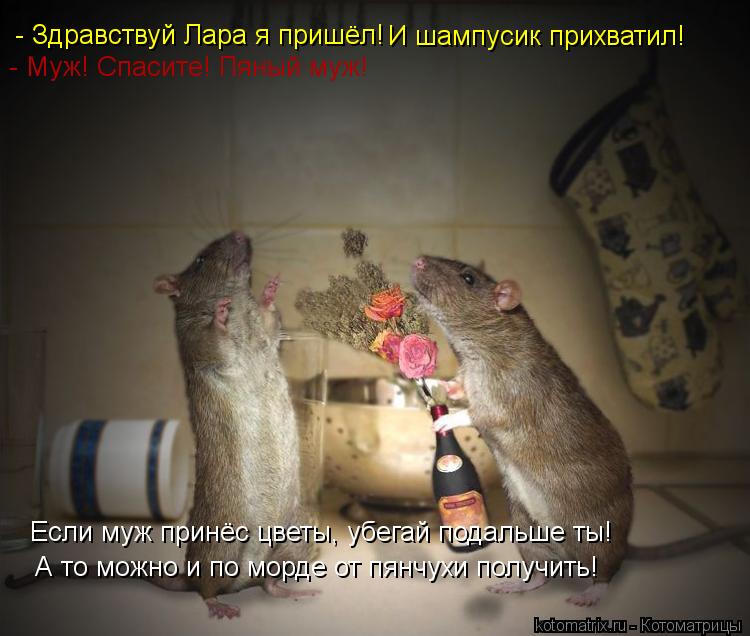 - Здравствуй Лара я пришёл! И шампусик прихватил! - Муж! Спасите! Пяный муж! Если муж принёс цветы, ... Котоматрица: - Здравствуй Лара я пришёл! И шампусик прихватил! - Муж! Спасите! Пяный муж! Если муж принёс цветы, убегай подальше ты! А то можно и по морде от