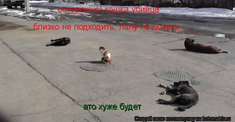 осторожно! кошка убийца близко не подходить, лапу не довать ато хуже будет... Котоматрица: осторожно! кошка убийца близко не подходить, лапу не довать ато хуже будет