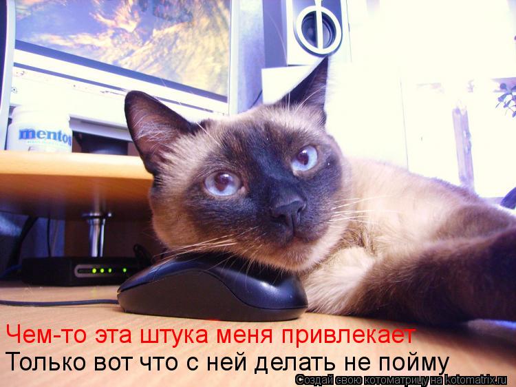 Чем-то эта штука меня привлекает Только вот что с ней делать не пойму... Котоматрица: Чем-то эта штука меня привлекает Только вот что с ней делать не пойму