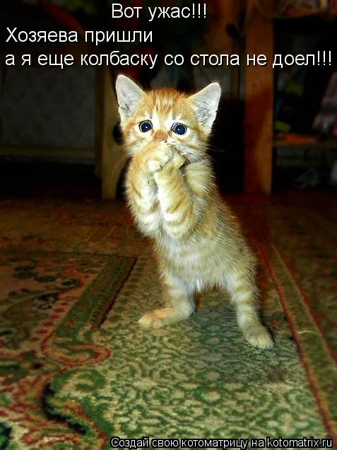 Вот ужас!!! Хозяева пришли а я еще колбаску со стола не доел!!!... Котоматрица: Вот ужас!!! Хозяева пришли а я еще колбаску со стола не доел!!!