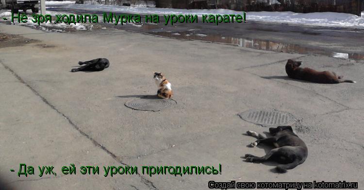 - Не зря ходила Мурка на уроки карате! - Да уж, ей эти уроки пригодились!... Котоматрица: - Не зря ходила Мурка на уроки карате! - Да уж, ей эти уроки пригодились!