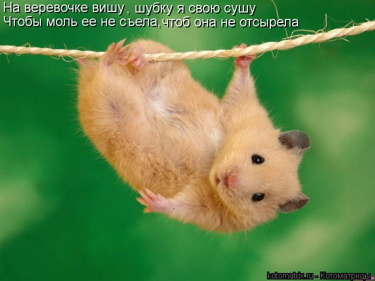 На веревочке вишу , шубку я свою сушу Чтобы моль ее не съела, чтоб она не отсырела... Котоматрица: На веревочке вишу , шубку я свою сушу Чтобы моль ее не съела, чтоб она не отсырела