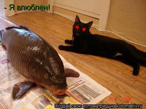 ♥ ♥ - Я влюблён!... Котоматрица: ♥ ♥ - Я влюблён!
