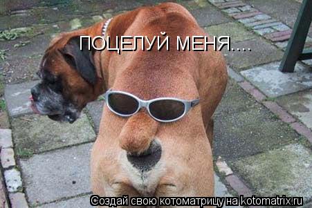 ПОЦЕЛУЙ МЕНЯ....... Котоматрица: ПОЦЕЛУЙ МЕНЯ....