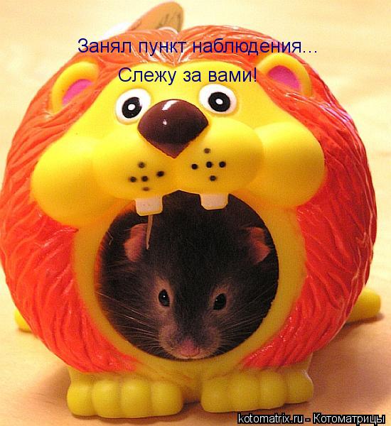 Занял пункт наблюдения... Слежу за вами!... Котоматрица: Занял пункт наблюдения... Слежу за вами!