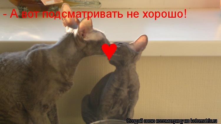 ♥ - А вот подсматривать не хорошо!... Котоматрица: ♥ - А вот подсматривать не хорошо!