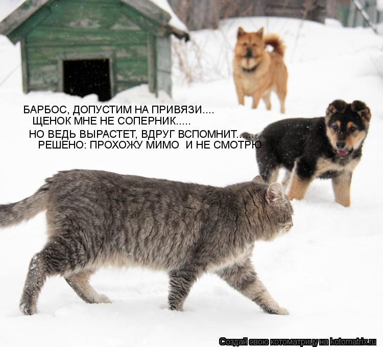 БАРБОС, ДОПУСТИМ НА ПРИВЯЗИ.... ЩЕНОК МНЕ НЕ СОПЕРНИК..... НО ВЕДЬ ВЫРАСТЕТ, ВДРУГ ВСПОМНИТ...... РЕШ... Котоматрица: БАРБОС, ДОПУСТИМ НА ПРИВЯЗИ.... ЩЕНОК МНЕ НЕ СОПЕРНИК..... НО ВЕДЬ ВЫРАСТЕТ, ВДРУГ ВСПОМНИТ...... РЕШЕНО: ПРОХОЖУ МИМО И НЕ СМОТРЮ