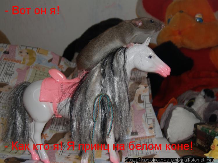 - Вот он я! - Как кто я! Я принц на белом коне!... Котоматрица: - Вот он я! - Как кто я! Я принц на белом коне!