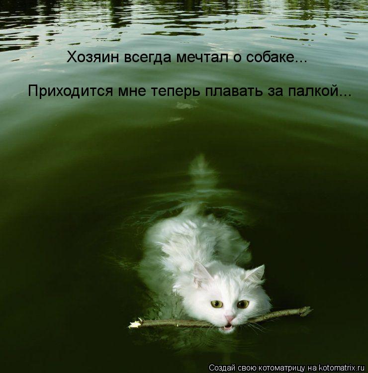 Хозяин всегда мечтал о собаке... Хозяин всегда мечтал о собаке... Приходится мне теперь плавать за па... Котоматрица: Хозяин всегда мечтал о собаке... Хозяин всегда мечтал о собаке... Приходится мне теперь плавать за палкой...