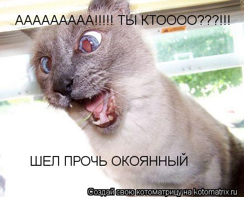 ААААААААА!!!!! ТЫ КТОООО???!!! ШЕЛ ПРОЧЬ ОКОЯННЫЙ... Котоматрица: ААААААААА!!!!! ТЫ КТОООО???!!! ШЕЛ ПРОЧЬ ОКОЯННЫЙ